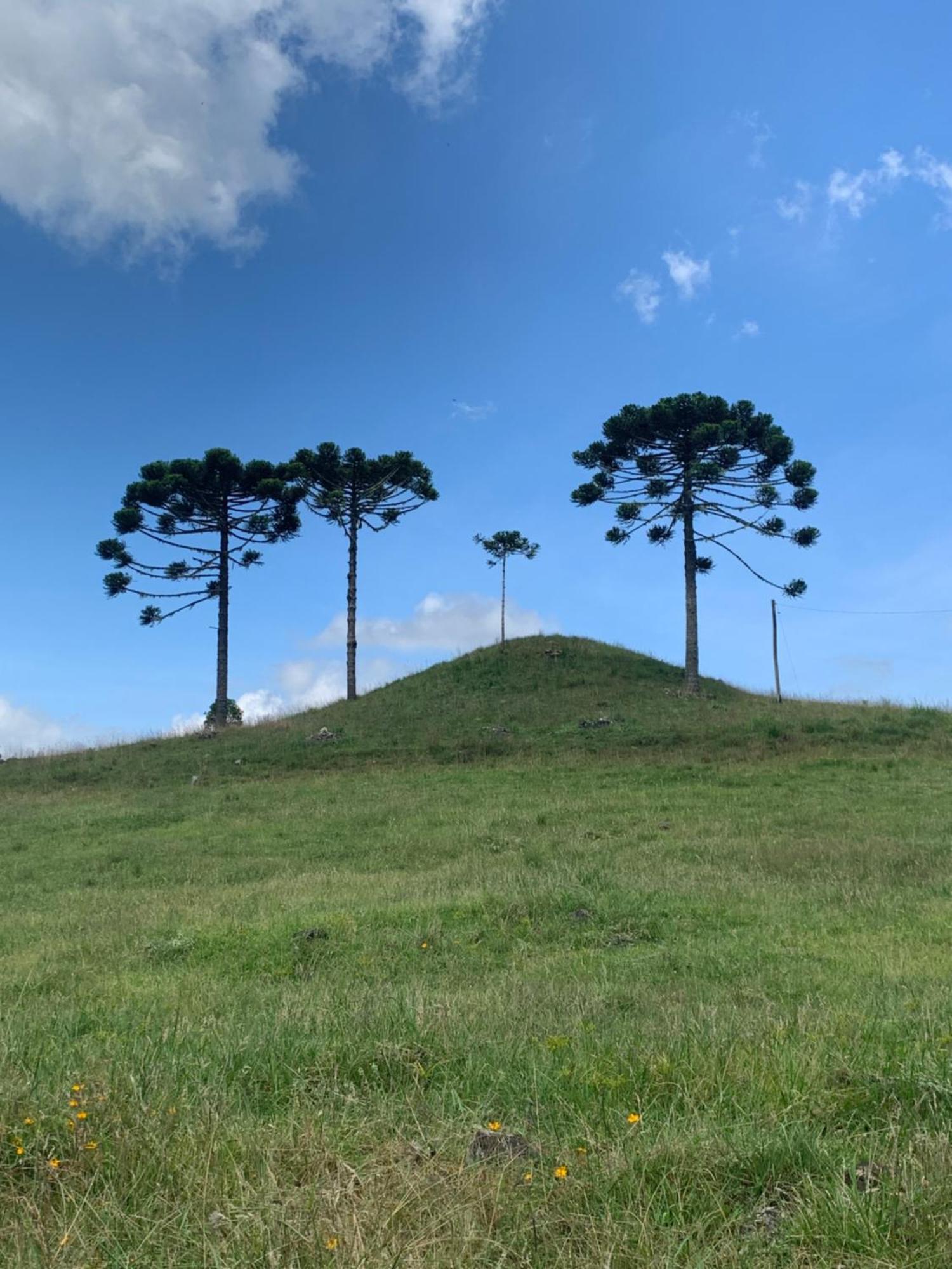 Pousada Fazenda Paim Sao Jose dos Ausentes Buitenkant foto